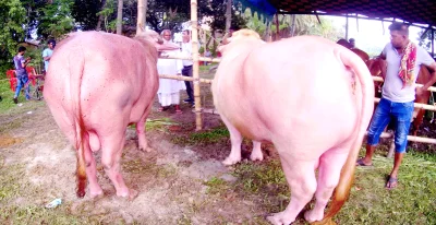 গোলাপী রঙের মহিষ।