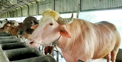 গোলাপী রঙের মহিষ।