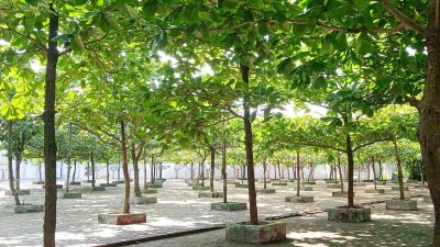 সারি সারি কাঠবাদাম গাছে সেজেছে প্রকৃতি