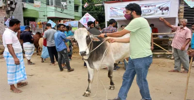 কোরবানির জন্য গরু কিনে নিয়ে যাচ্ছেন এক ব্যক্তি । ফোকাস বাংলা