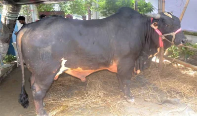 কমলাপুর হাটে বিক্রির জন্য নিয়ে আসা গরু। 