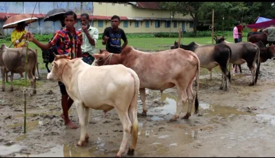 ক্রেতাশূন্য পশুরহাট।