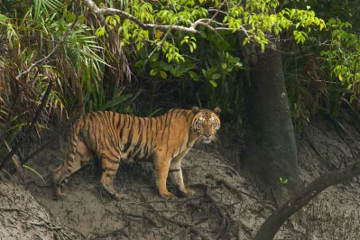 সুন্দরবনে বিচরণরত রয়েল বেঙ্গল টাইগার। ছবি- সংগৃহীত
