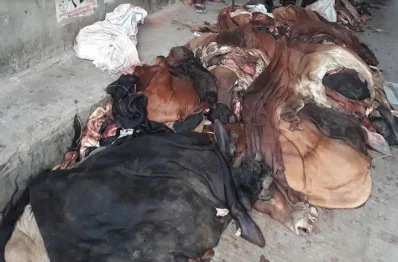 চামড়া। ছবি: ইত্তেফাক