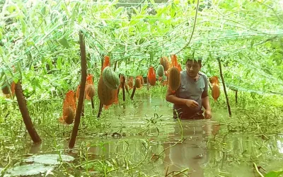 তরমুজের ফলনে খুশি কৃষক
