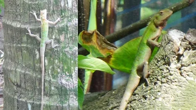 বিভিন্নরূপে গিরগিটি