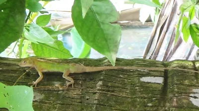 পোকামাকড় খেয়ে জীবন ধারণ করে এরা