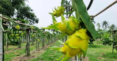 গাছে গাছে ঝুলছে ড্রাগন ফল