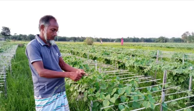 আড়াই বিঘা জমিতে শিমের আবাদ করেছেন মুলাডুলির বাঘহাচলা গ্রামের চাষি হোসেন আলি।