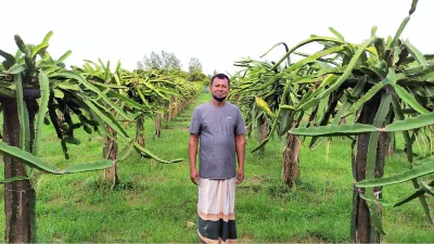 ড্রাগন ফল বাগানে সাফল্যের হাতছানি