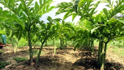 ওল কচু গাছে তেমন কোনো রোগ হয় না