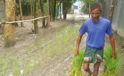সড়ক পাকা করার দাবীতে কাচা সড়কে ধানের চারা রোপন করে প্রতিবাদ করছেন এলাকাবাসী। 