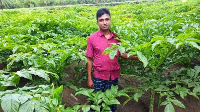 ওলকচু চাষি