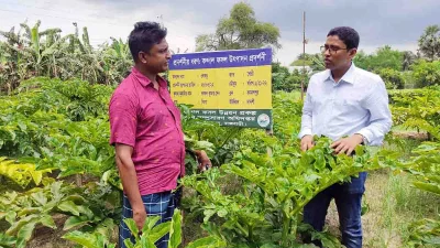  রাজবাড়ী সদর উপজেলার কৃষি অফিসার মো. বাহাউদ্দিন সেক ওলকচু চাষ বিষয়ে পরামর্শ দিচ্ছেন 