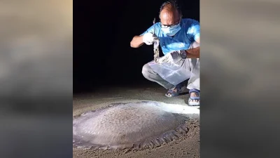 ভেসে আসা মৃত জেলিফিস