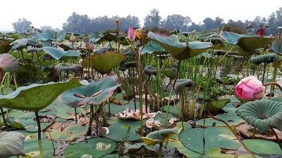 পদ্ম ফুলের অনেক ঔষধি গুনাগুণ রয়েছে