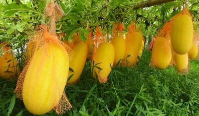 মাচায় মাচায় ঝুলছে তরমুজ
