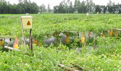চোখ জুড়ানো তরমুজ ক্ষেত