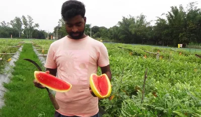 উপরের রঙ হলুদ হলেও ভেতরে টুকটুকে লাল