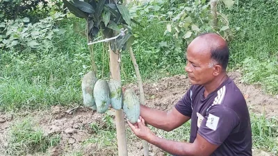 মিশ্র ফল বাগানে পরিচর্যায় ব্যস্ত কৃষক