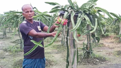 ড্রাগন চাষে সফল তিনি