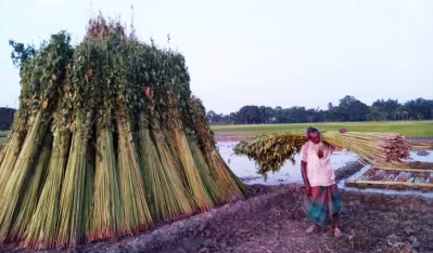 ক্ষেতেই শুকিয়ে যাচ্ছে পাট