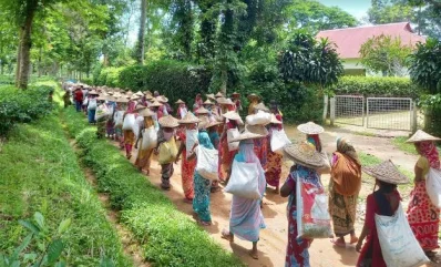 কাজে যোগ দিয়েছেন চা-শ্রমিকরা। ছবি: ইত্তেফাক