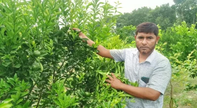 মাল্টা গাছ পরিচর্যায় ব্যস্ত উদ্যোক্তা