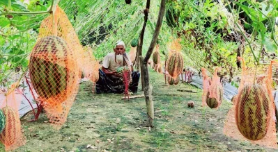 ফলন ভালো পেয়ে খুশি কৃষক