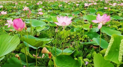 জলজ ফুলের রানি পদ্মফুল 