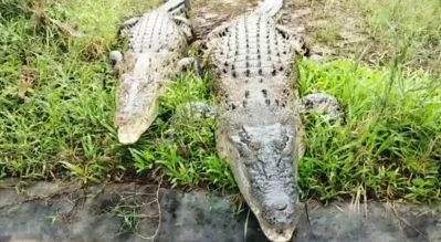 মায়ের সঙ্গে কুমির ছানা