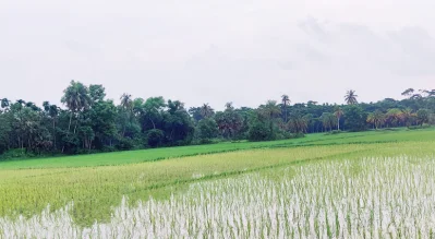 দৃষ্টিজুড়ে আমনের আবাদ