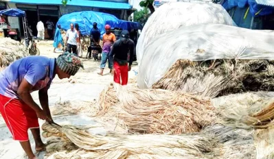 হাটে পাট নিয়ে ব্যস্ত ব্যবসায়ীরা