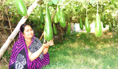 লাউয়ের ফলনে কৃষকের মুখে হাসি
