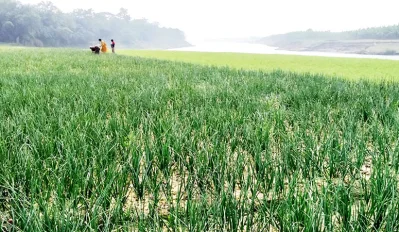 শীতকালীন সবজির আবাদ শুরু 