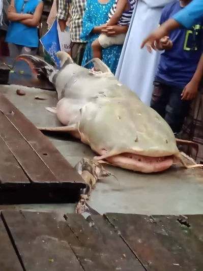 তিস্তায় ধরা পরা ৯১ কেজি বাঘাইড় মাছ। ছবি- ইত্তেফাক
