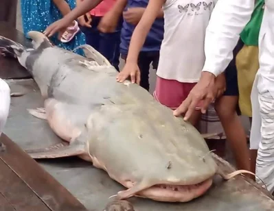 তিস্তায় ধরা পরা ৯১ কেজি বাঘাইড় মাছ। ছবি- ইত্তেফাক