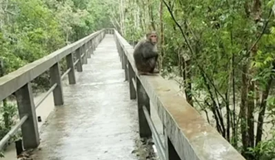 লোকালয়ে বানর