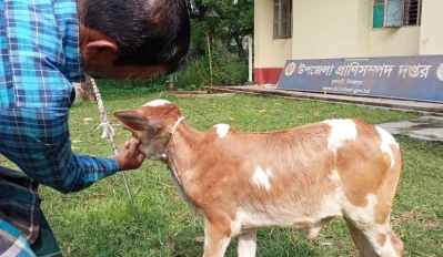 লাম্পি স্কিন রোগে আক্রান্ত গরু