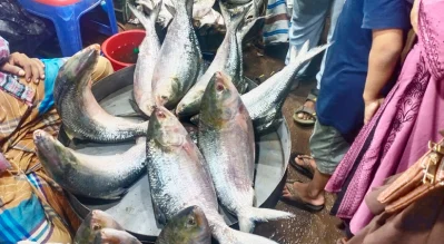 বড় ইলিশ কেজি প্রতি ১৮০০ টাকা
