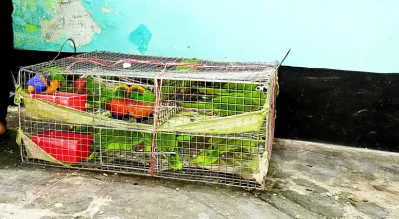 বিদেশি টিয়া পাখি উদ্ধার 