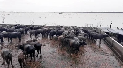 বাথানে মহিষ