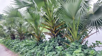 দৃষ্টিজুড়ে তালগাছ