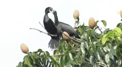 ছানার মুখে খাবার তুলে দিচ্ছে মা