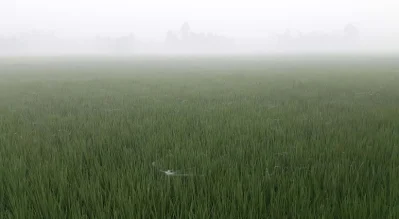 ধান পাতায় শিশির বিন্দু