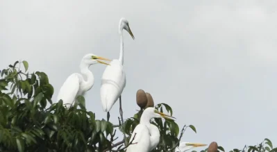 মুগ্ধতা ছড়াচ্ছে বকপক্ষী