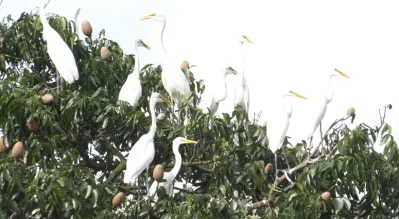 নিরাপদ আশ্রয়ে পাখিরা