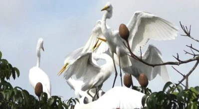 খুনসুটিতে ব্যস্ত ওরা
