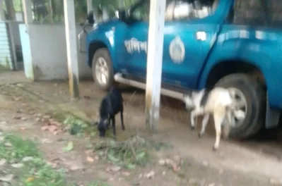 থানায় আটক করে রাখা ২ ছাগল। ছবি- ইত্তেফাক