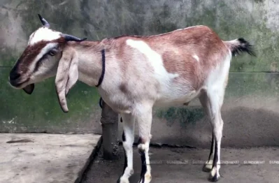  ফাইল ছবি (সংগৃহীত)